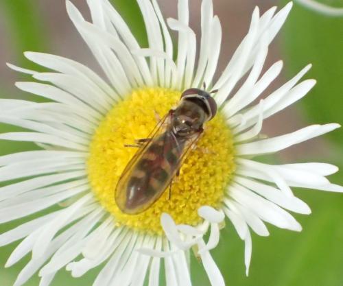 Réf. 327 846 : Platycheirus sp.
